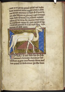 Royal MS 12 C XIX, f.33r Camel, de 