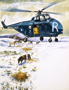 Helicóptero de la Royal Navy usado para rescate de animales