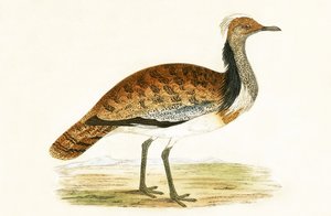 Avutarda Rizada, ilustración de 