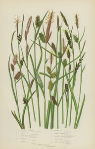 Carex rojizo, carex pálido, carex de bráctea larga, carex amarillo, carex leonado, carex suelto... de English School