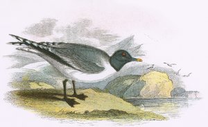 Gaviota de Sabine de English School
