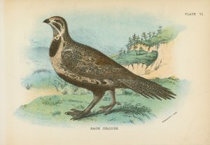 Urogallo