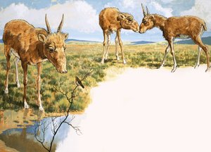 Antílope Saiga