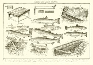 Salmón y Cultura del Salmón de English School