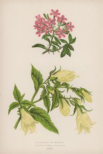 Saponaria Ocymoides; Symphyandra Pendula de English School