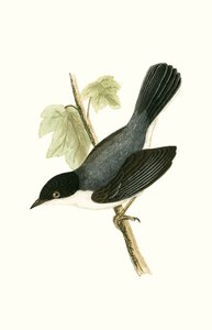 Curruca sarda, ilustración de 