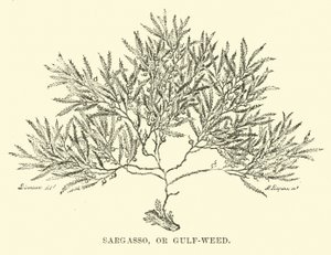 Sargazo, o alga del Golfo