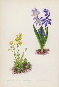Saxifraga Aizoides Autumnalis; Scilla Sibirica (litografía a color) de English School