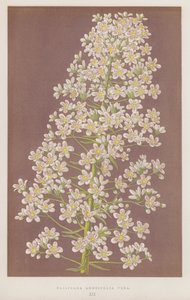 Saxifraga Longifolia Vera (colour litho) de English School
