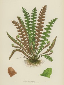 Spleenwort escamosa (litografía en color)