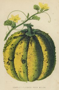 Melón de carne escarlata de English School