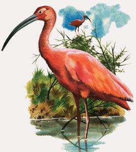 Ibis escarlata