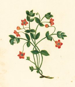 Pimpinela Escarlata, Anagallis Arvensis (litografía en color) de English School