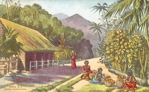 Escena en una plantación de cacao (litografía en color) de English School