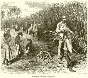 Escena en una plantación de azúcar de English School