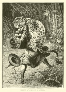 Schmitt atacado por un leopardo de English School