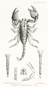 Escorpiones de Somalilandia, ilustración de The Hope Reports, Vol. II, 1897-1900, editado por Edward B. Poulton, Oxford, 1901 de English School