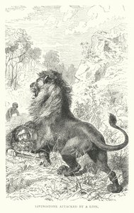El misionero escocés David Livingstone atacado por un león en África (grabado) de English School