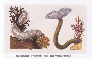 Pepino de mar y gusano de tubo, Nature in Britain publicado por Collins de English School