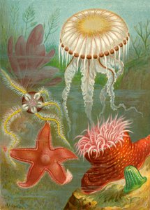 Medusas y estrellas de mar de English School