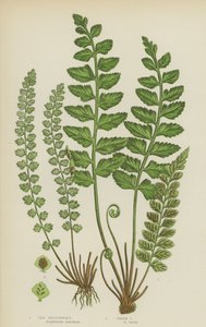 Asplenio Marino, Asplenio Verde de English School