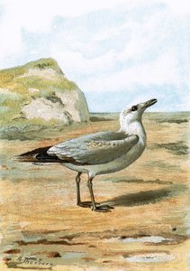 Gaviota de English School