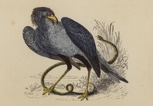 Secretario Bird (litografía en color) de English School