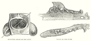 Órgano Secretor de la Civeta, Dientes de la Civeta (grabado)