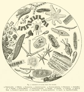 Sedimento de Agua del Támesis (grabado) de English School