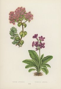 Sedum Ewersii; Primula Amoena (litografía en color)