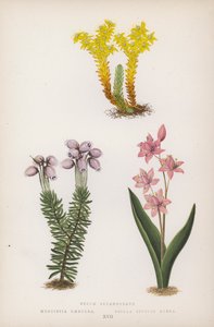 Sedum Sexangulare; Menziesia Caerulea; Scilla Bifolia Rubra (litografía a color)