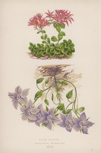 Sedum Spurium; Campanula Barrelieri (litografía en color)