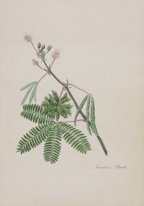 Planta Sensible, ilustración de un Álbum de Poemas, Dibujos a Lápiz y Acuarelas, c.1828