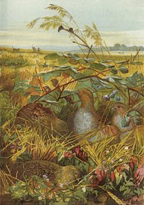 Septiembre y octubre, aves de caza