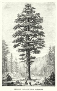 Sequoia (Wellingtonia) Gigantea (grabado) de English School
