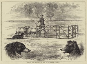 Pruebas de Perros Pastores en el Alexandra Palace de English School