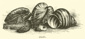 Conchas de English School