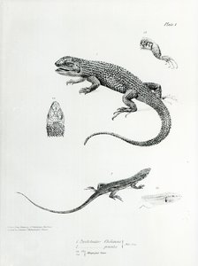 Iguana con tejas, ilustración de 