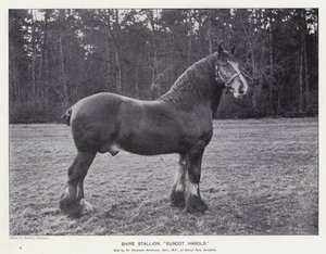Semental Shire "Buscot Harold"