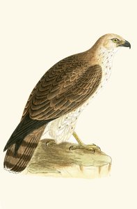 Águila calzada, ilustración de 