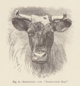 Vaca Shorthorn, "Darlington 15th" (grabado) de English School