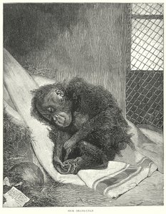 Orangután enfermo (grabado) de English School