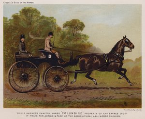 Caballo Phaeton de arnés simple "Columbine," propiedad de Charles Baynes Esq