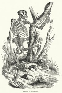 Esqueleto de Chimpancé (grabado) de English School