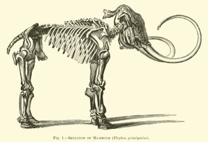 Esqueleto de mamut, Elephas primigenius
