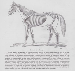 Esqueleto de un caballo (grabado) de English School