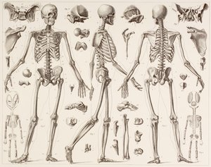 Esqueleto de un humano completamente desarrollado, según una impresión del siglo XIX