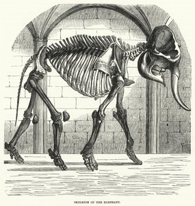 Esqueleto de elefante (grabado) de English School