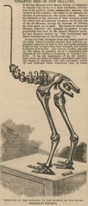 Esqueleto del dinornis, un ave gigante de Nueva Zelanda de English School