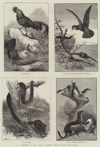 Bocetos en el Museo de Historia Natural, South Kensington (grabado) de English School